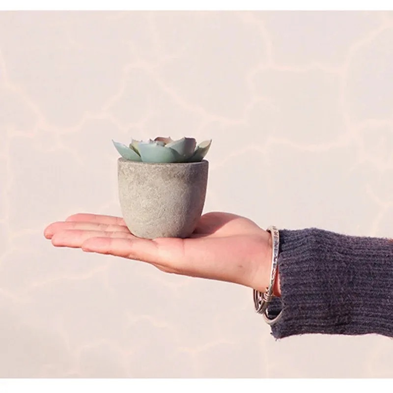 Mini Artificial Aloe Plants Bo - огляд і ціна Bonsai Garden Sushi